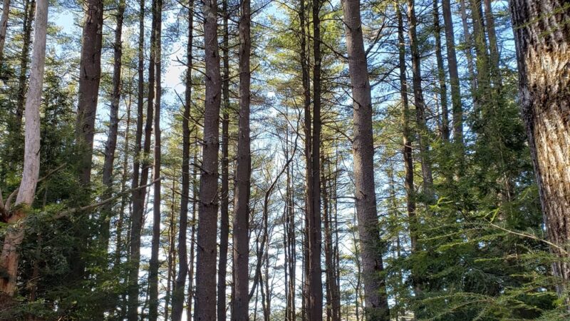 Westfield Reservoir - Montgomery, MA