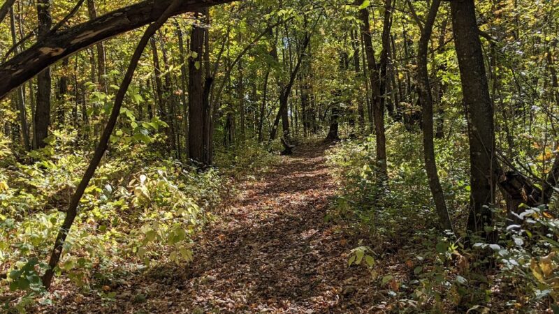 Richter Woods County Park - Montgomery, MN