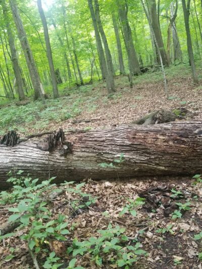 Richter Woods County Park - Montgomery, MN