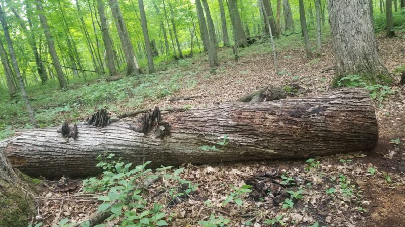 Richter Woods County Park - Montgomery, MN