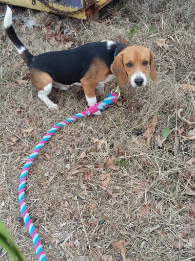 Monticello Dog Shelter - Monticello, AR