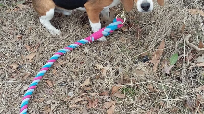 Monticello Dog Shelter - Monticello, AR