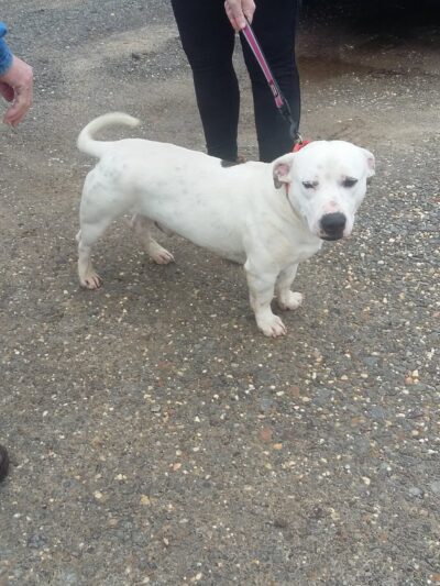 Monticello Dog Shelter - Monticello, AR