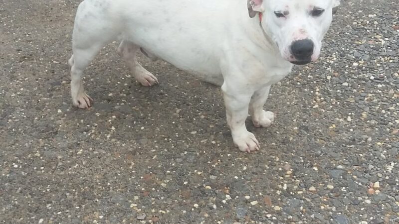 Monticello Dog Shelter - Monticello, AR