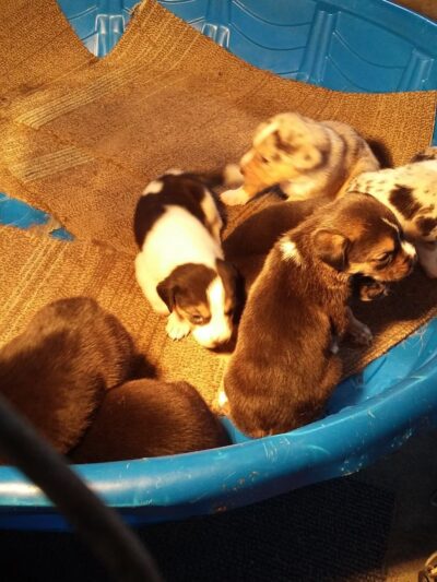 Monticello Dog Shelter - Monticello, AR