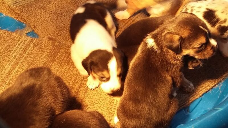 Monticello Dog Shelter - Monticello, AR