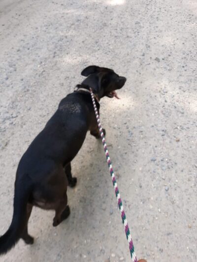 Monticello Dog Shelter - Monticello, AR