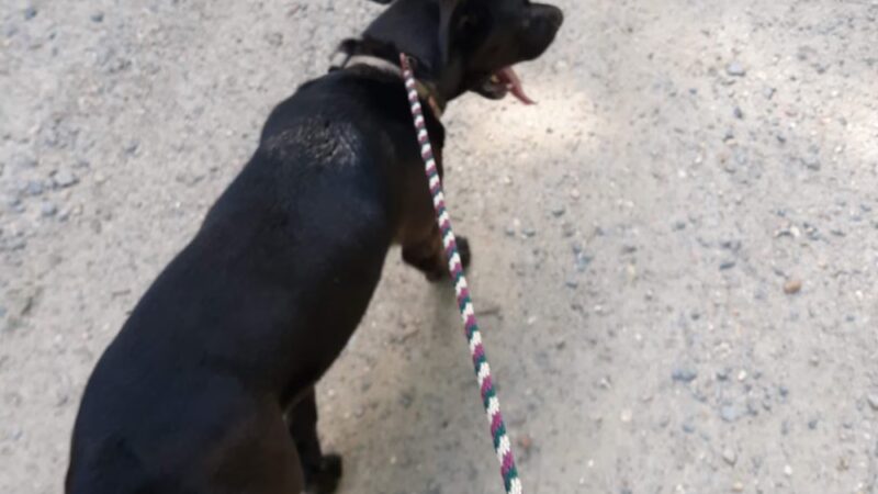 Monticello Dog Shelter - Monticello, AR