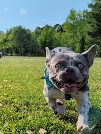 Canfield Island Heritage Trail Park - Montoursville, PA