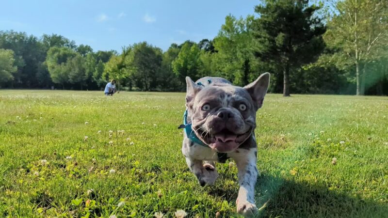 Canfield Island Heritage Trail Park - Montoursville, PA