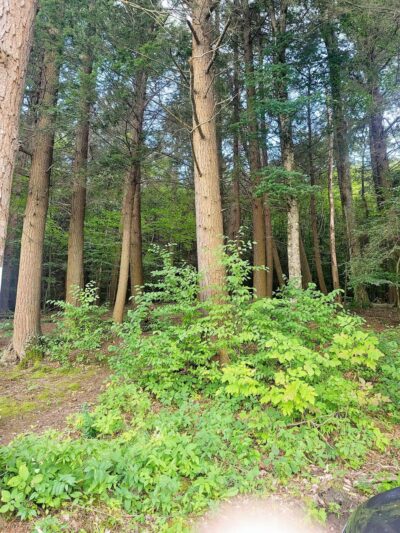 Lake Timberline - Montrose, PA