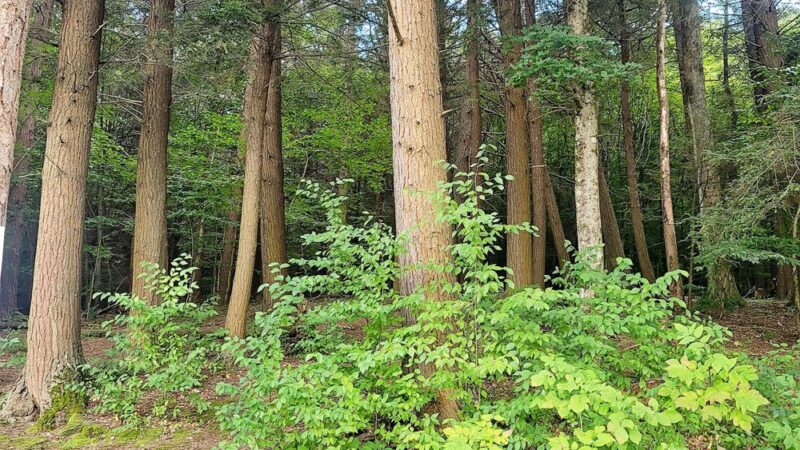 Lake Timberline - Montrose, PA