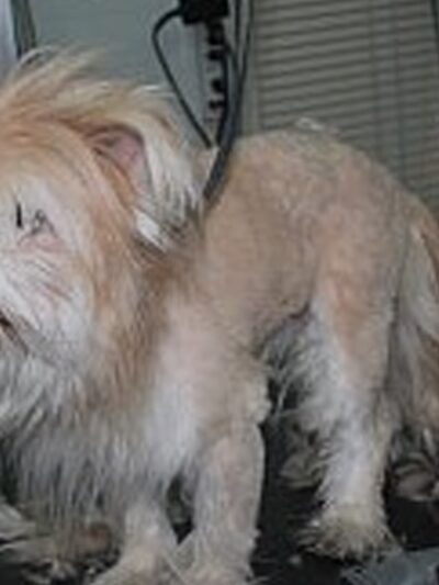 Lucky Dog Grooming and Pet Supply - Montrose, PA