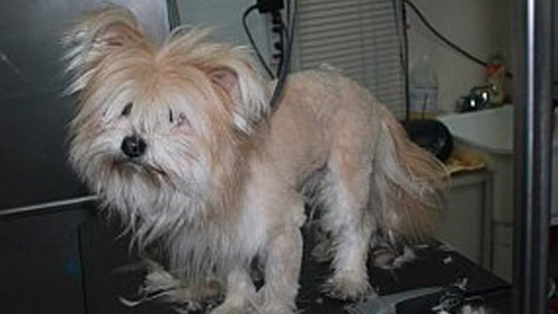 Lucky Dog Grooming and Pet Supply - Montrose, PA