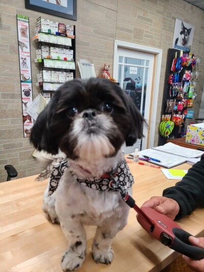 Lucky Dog Grooming and Pet Supply - Montrose, PA