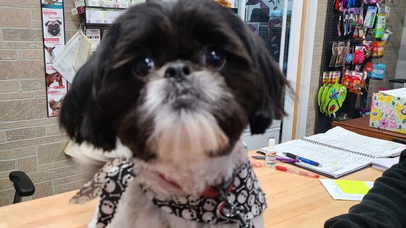 Lucky Dog Grooming and Pet Supply - Montrose, PA