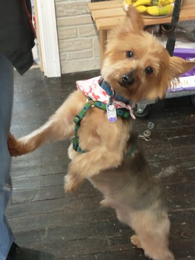 Lucky Dog Grooming and Pet Supply - Montrose, PA