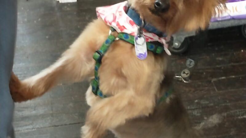 Lucky Dog Grooming and Pet Supply - Montrose, PA