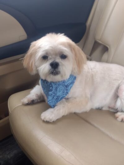 Lucky Dog Grooming and Pet Supply - Montrose, PA