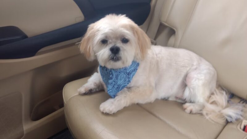 Lucky Dog Grooming and Pet Supply - Montrose, PA