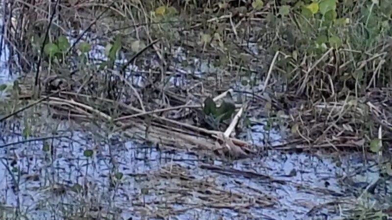 Truskett Park - Montverde, FL