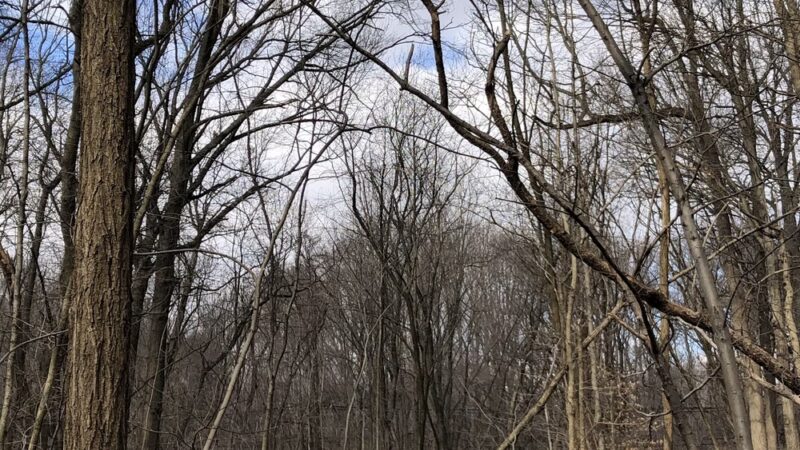 Pompeston Creek - Moorestown, NJ