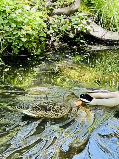 Pompeston Creek - Moorestown, NJ