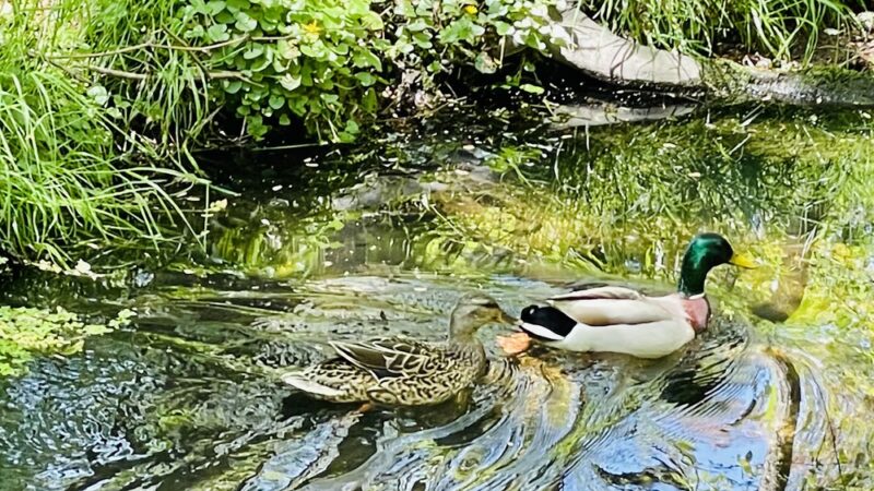 Pompeston Creek - Moorestown, NJ