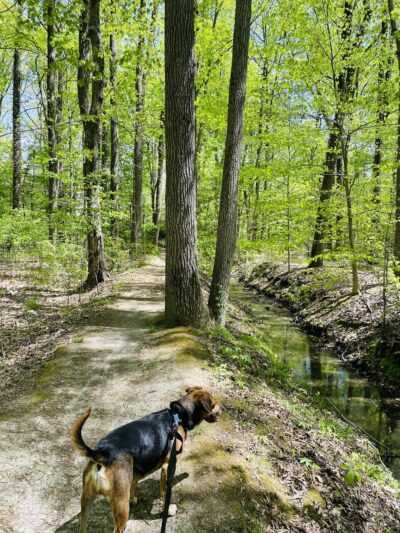 Pompeston Creek - Moorestown, NJ