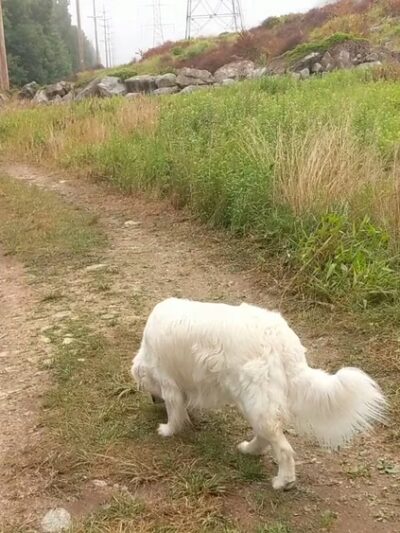 Mountain Way - Morris Plains, NJ