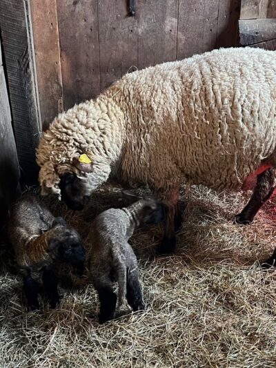 Fosterfields Living Historical Farm - Morristown, NJ