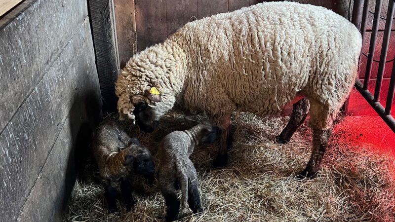 Fosterfields Living Historical Farm - Morristown, NJ