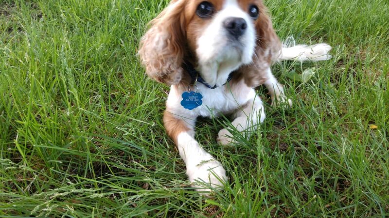 Highland Park - Mound, MN