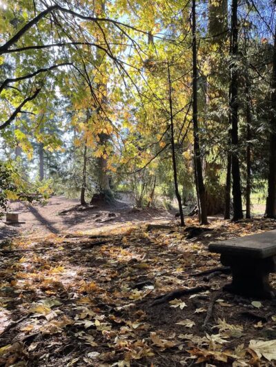 Mountlake Terrace Off-Leash Dog Park - Mountlake Terrace, WA