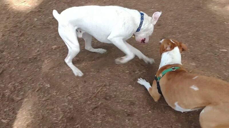 Mountlake Terrace Off-Leash Dog Park - Mountlake Terrace, WA