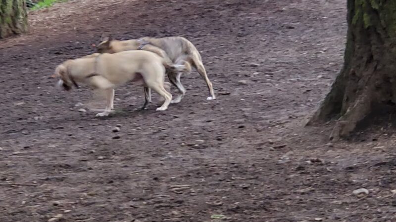 Mountlake Terrace Off-Leash Dog Park - Mountlake Terrace, WA