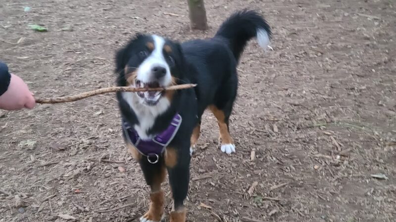 Mountlake Terrace Off-Leash Dog Park - Mountlake Terrace, WA