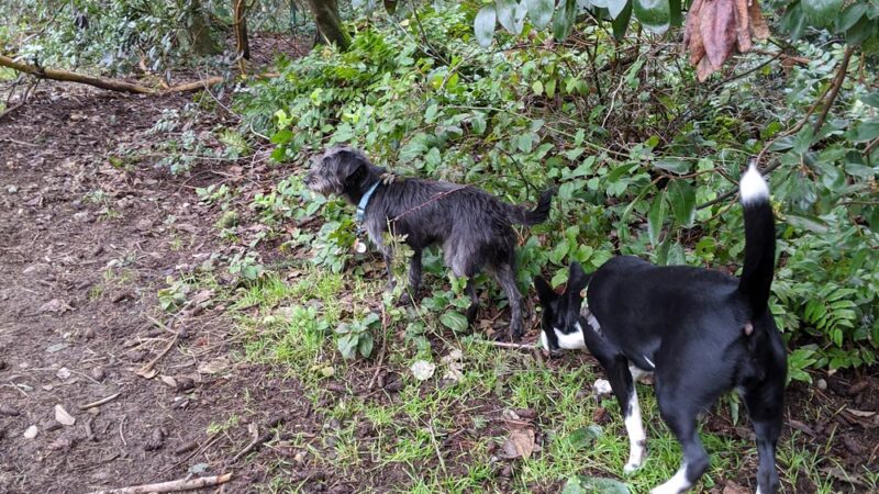 Mountlake Terrace Off-Leash Dog Park - Mountlake Terrace, WA