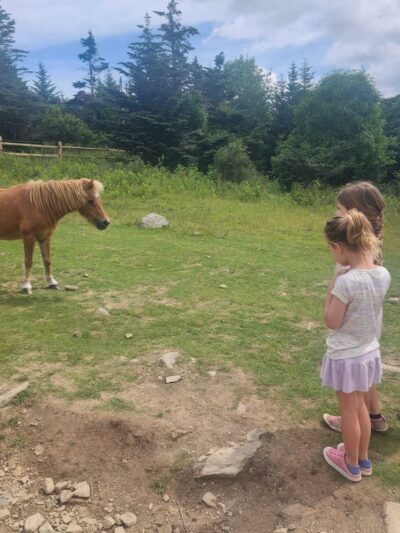 Grayson Highlands Campground - Mouth of Wilson, VA