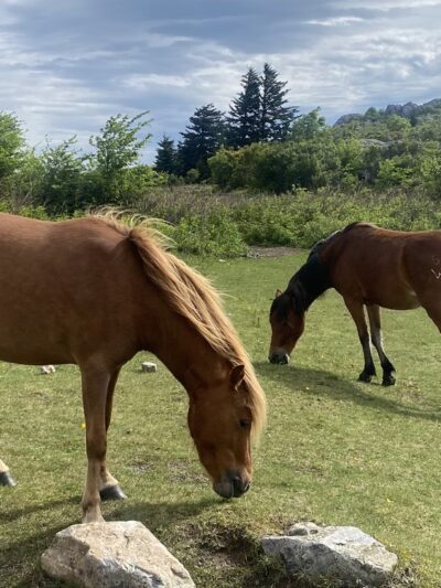Massie Gap - Mouth of Wilson, VA