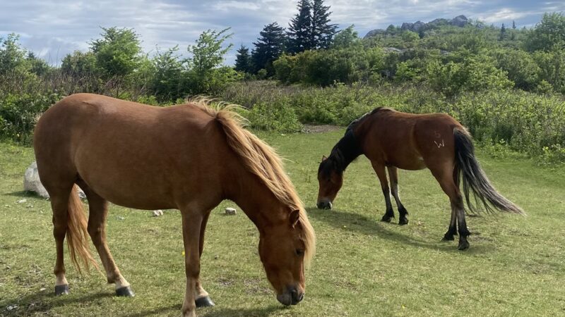 Massie Gap - Mouth of Wilson, VA