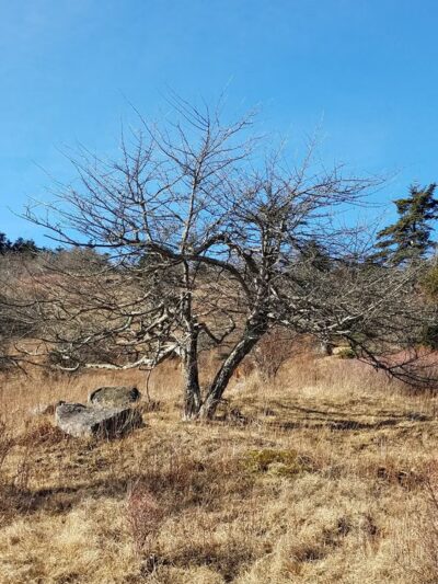 Mouth of Wilson - Mouth of Wilson, VA