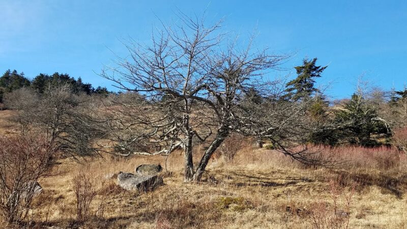 Mouth of Wilson - Mouth of Wilson, VA