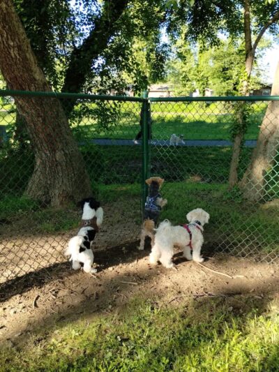 Greenway Dog Park - Mt Airy, NC