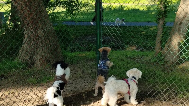 Greenway Dog Park - Mt Airy, NC