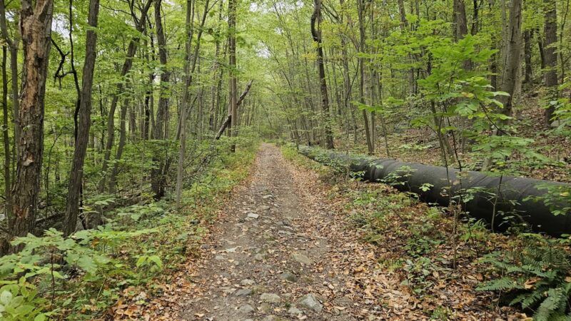 Berkshire Valley State Wildlife Management Area - Mt Arlington, NJ