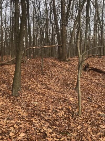 Berkshire Valley State Wildlife Management Area - Mt Arlington, NJ