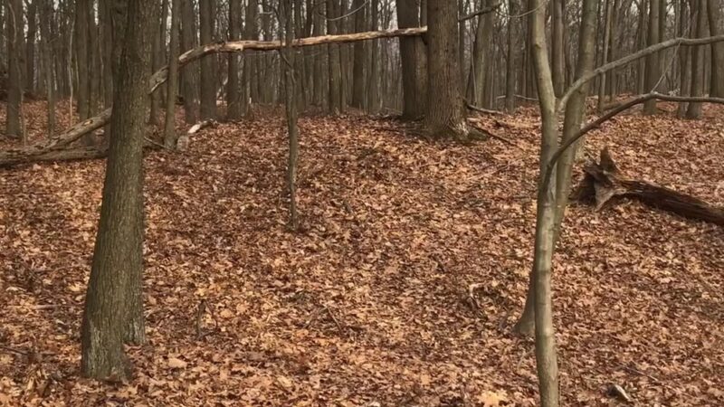 Berkshire Valley State Wildlife Management Area - Mt Arlington, NJ