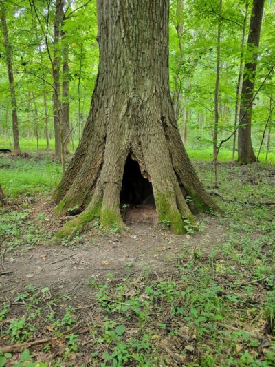 Beall Woods State Park - Mt Carmel, IL