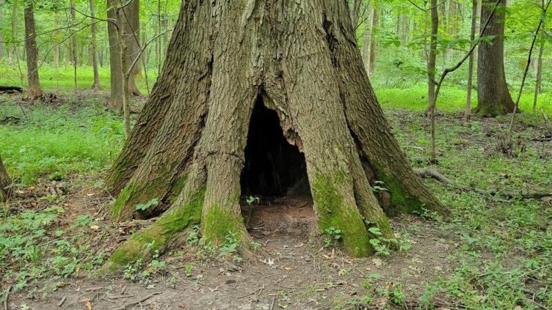 Beall Woods State Park - Mt Carmel, IL